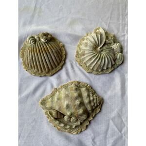 Set of 3 Sea Shell Wall Art 3-D, rough sand-like plaster or resin Apx 7-8" EUC